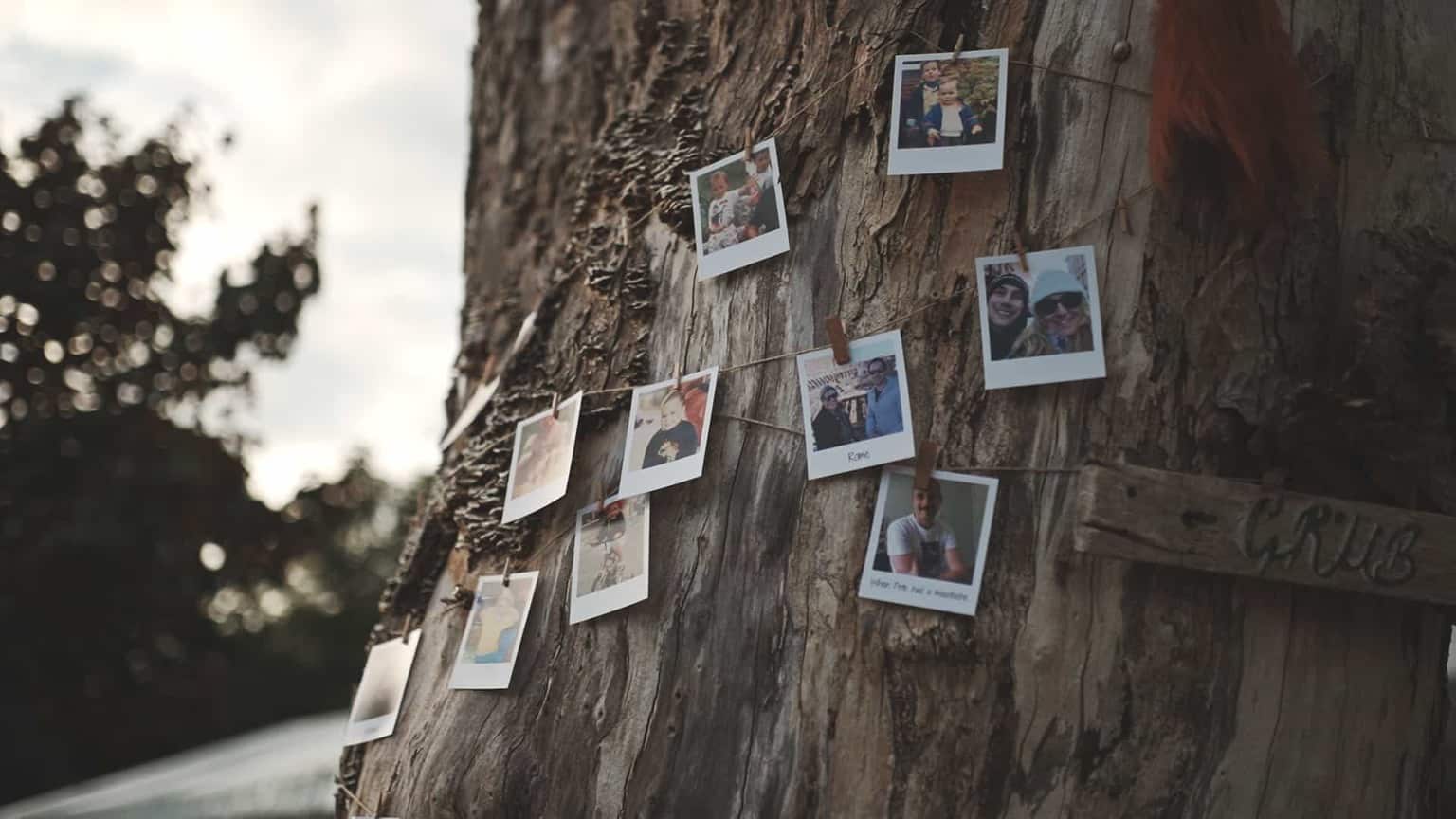 Pictures hanging on tree in cloughjordan house