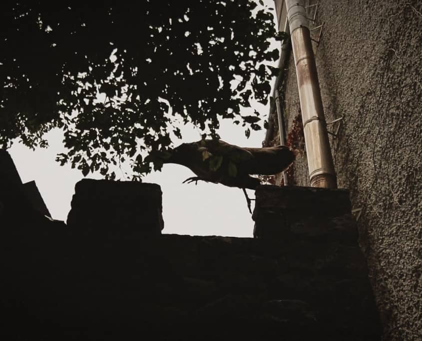 Strange bird jumping on wall