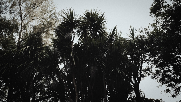 palms in tinakilly house