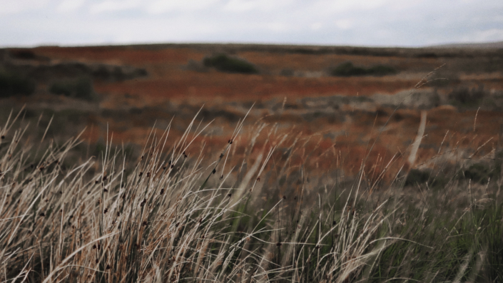 Landscape view at Ireland fields.