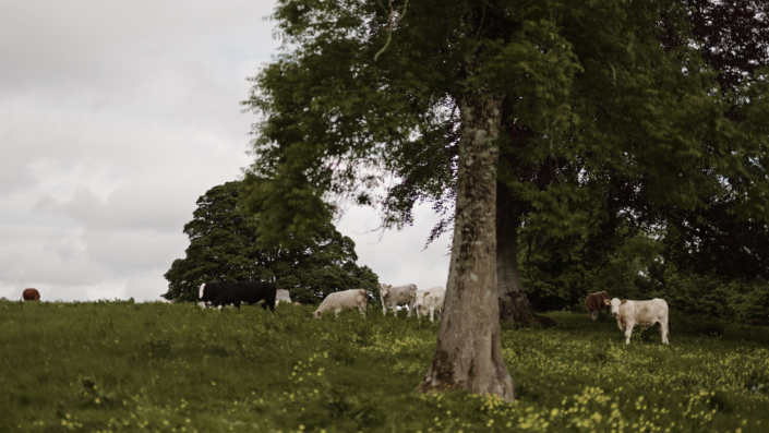 cows on field